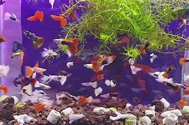 Image result for Pet Guppies