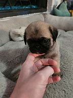 Image result for Silicone Baby Pug