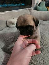 Image result for White Baby Pug