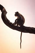 Image result for Macaque Cute