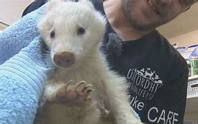 Image result for Albino Badger