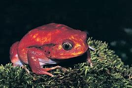 Image result for Poisonous Pink Frog