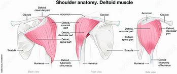 Image result for Shoulder Deltoid Anatomy