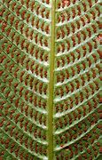 Image result for Underside of a Fern