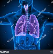 Image result for Lungs of a Person with Asthma