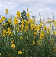 Image result for Spanish Broom