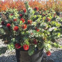 Image result for Dwarf Bottlebrush Shrubs Plants