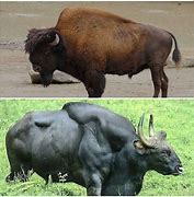 Image result for Gaur vs Bison