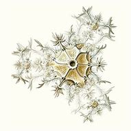 Image result for Fractal Art Nature