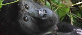 Image result for Congo Gorilla