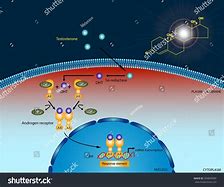 Image result for TSH Signaling Pathway