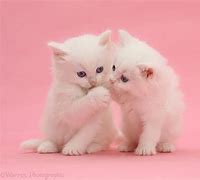 Image result for Pink Cat with Clear Background