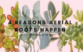 Image result for Aerial Roots