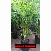 Image result for Bunga Ng Palmera