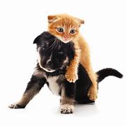 Image result for Cute Cats and Kittens Pictures