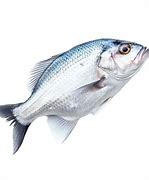 Image result for White Cute Fish