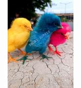 Image result for Ayam Warna Biru