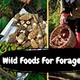 Image result for Survival Cave Foods