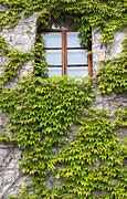 Image result for Ivy On Buildings