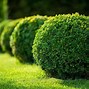 Image result for Plant Boxwood Shrubs