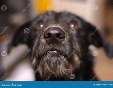 Image result for Dog Nose Close Up