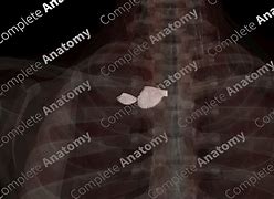 Image result for Left Sternoclavicular Joint