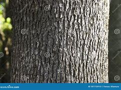 Image result for Camphor Tree Leaves Vector