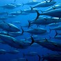 Image result for Tuna Breeds