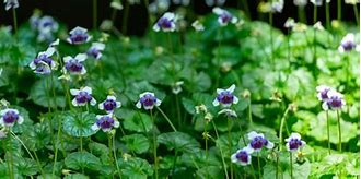 Image result for Australian Violet Ground Cover