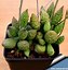 Image result for Adromischus Cactus