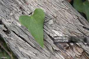 Image result for Greenheart Tree Leaf