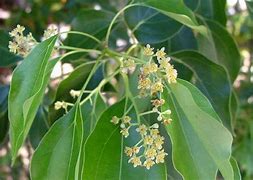 Image result for Camphor