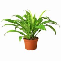 Image result for Dracaena Limelight