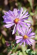 Image result for Dark Purple Aster