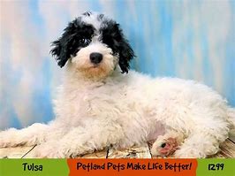 Image result for Sheepadoodle Images