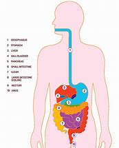 Image result for Digestive Tract