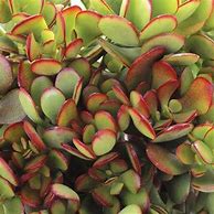 Image result for Baby Jade Plant