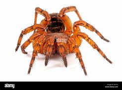 Image result for Trapdoor Spider Poisonous