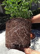 Image result for Tomato Roots Where It Attaches