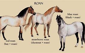 Image result for Blue Roan Paint