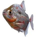 Image result for Fish Septicemia