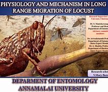 Image result for Locust Migration