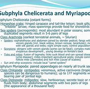 Image result for Subphyla