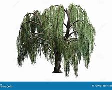 Image result for 1 Willow Tree