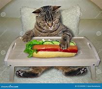 Image result for Cat Eating Hot Dog