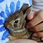 Image result for Baby Brown Rabbit