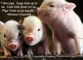 Image result for Cute Pig Sayings