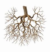 Image result for Tree Roots PNG