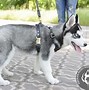 Image result for Husky Dog Harness