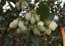 Image result for Blueberry Pollination Bees